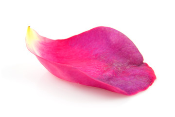 Pink rose leaf in closeup over white background