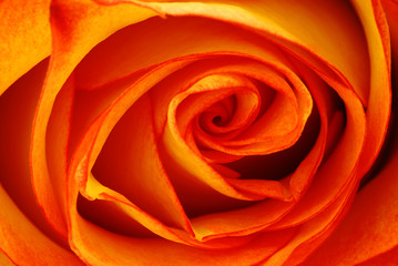 Obraz na płótnie Canvas Orange rose