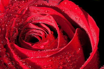 Red Rose Detail