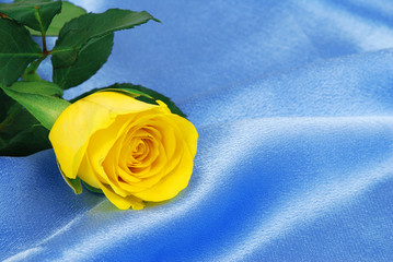 Yellow rose on satin