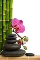 Orchid