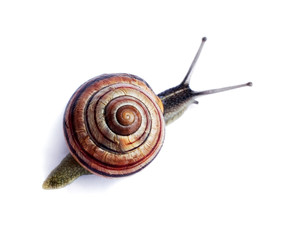 Snail