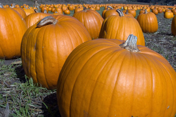 Field of Pumpkins