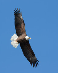 Bald Eagle - 18096558
