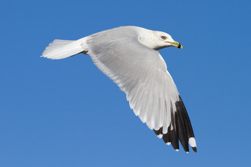 Flying Gull