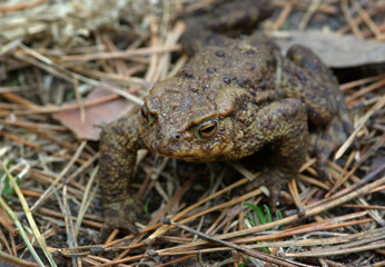 toad