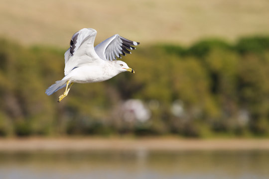 Landing gull