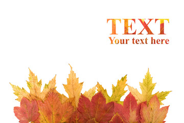 Autumn leaves design element