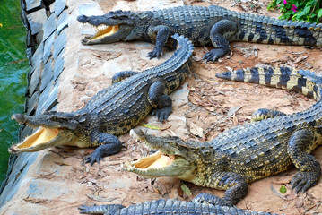 crocodiles