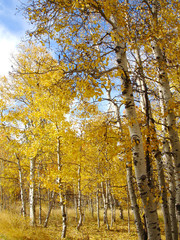 Aspen grove in autumn
