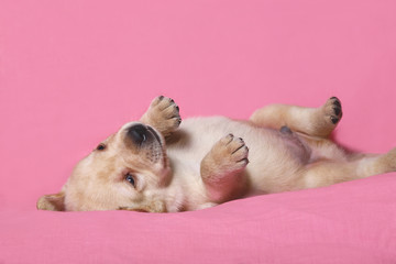 Puppy on a pink background.