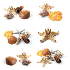 seashells collection