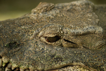 crocodile