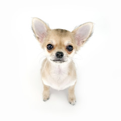 adorable pale beige chihuahua puppy sitting on white