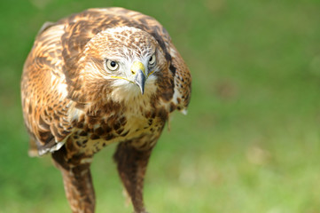 Raubvogel 25