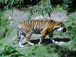 Obraz premium Tigre