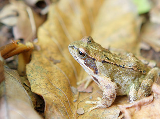 grenouille
