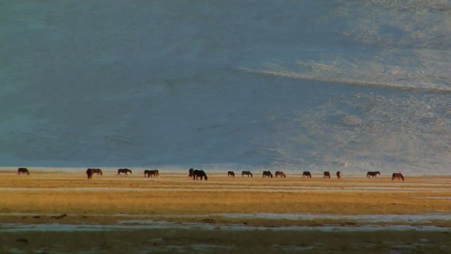 Cavalli al pascolo