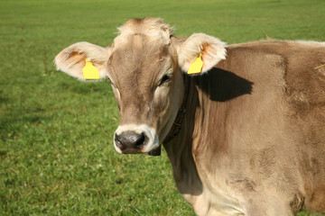 Naklejka na ściany i meble sobie piękny szwajcarskiej krowy