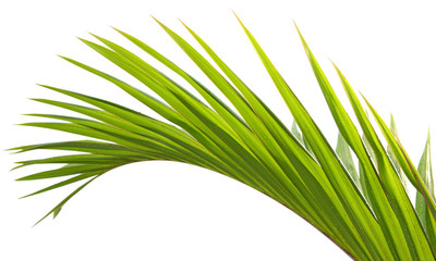 feuille palmier fond blanc
