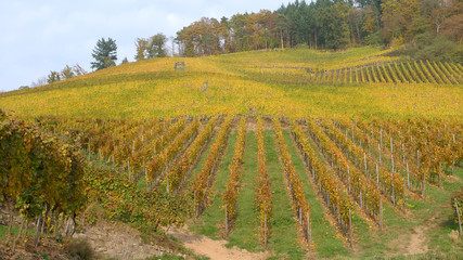 Weinberge im Spätherbst