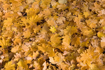 Blätterteppich Herbstlaub