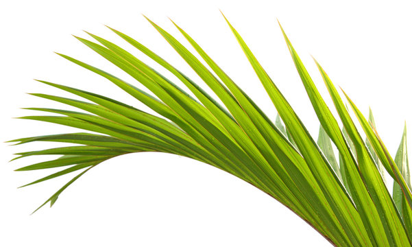 Fototapeta feuille palmier fond blanc