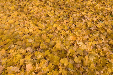 Blätterteppich Herbstlaub