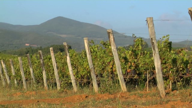totale di un vigneto