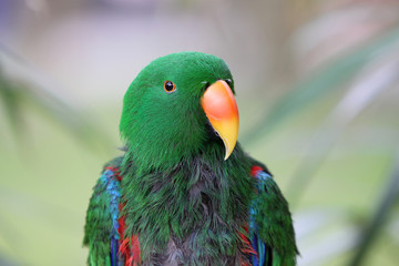 Edelpapagei (Männchen)