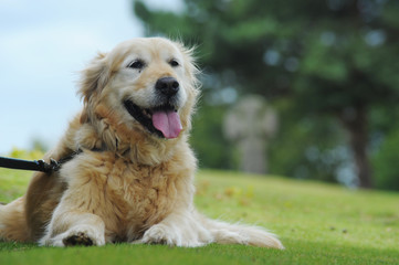 Golden retriever lying down on grass patiently waiting for owner