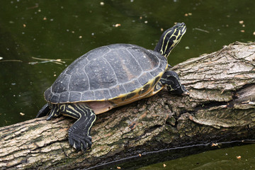 Gelbwangen-Schmuckschildk&ouml;te