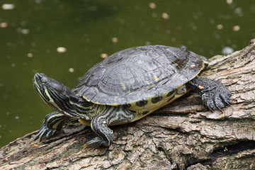 Obraz premium Gelbwangen-Schmuckschildköte