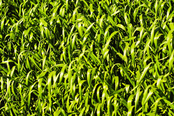 Wheat or barley leaves