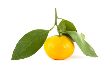 Tangerine isolated on pure white background