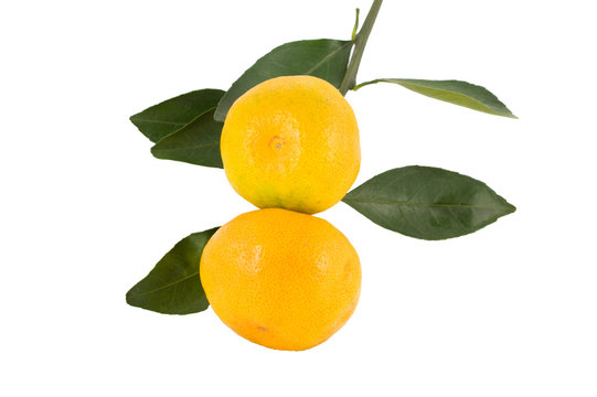 Branch of tangerines isolated on white