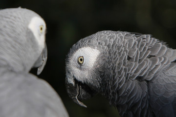 Graupapageien bei der Gefiederpflege