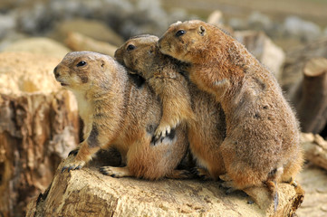 Trois chiens de prairie à queue noire