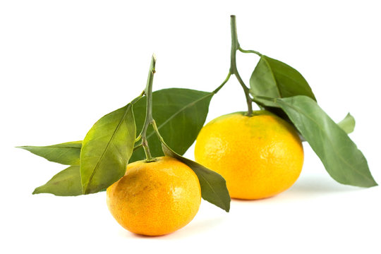 tangerines isolated white background