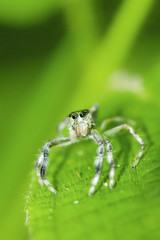 tropical spider with green background