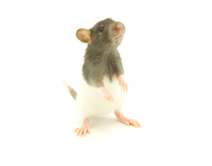 rat