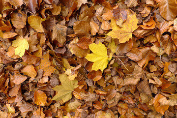 Herbstlaub