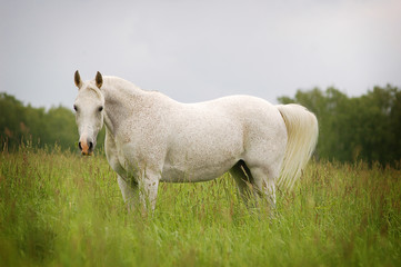 Fototapeta premium free beautiful arabian mare