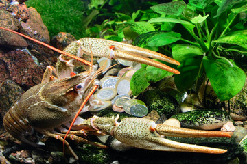 cancer guarding treasure on the river bottom