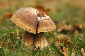 Two brown mushrooms to close together