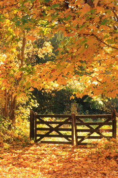 Herbstlaub in leuchtendem Rot, gelbe Bl&auml;tter am Baum