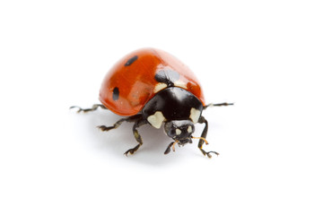 Ladybug