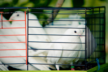 white pigeons in a cage © tribalmark