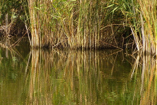 Am Karpfenteich