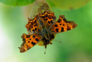 papillon robert le diable sur poire